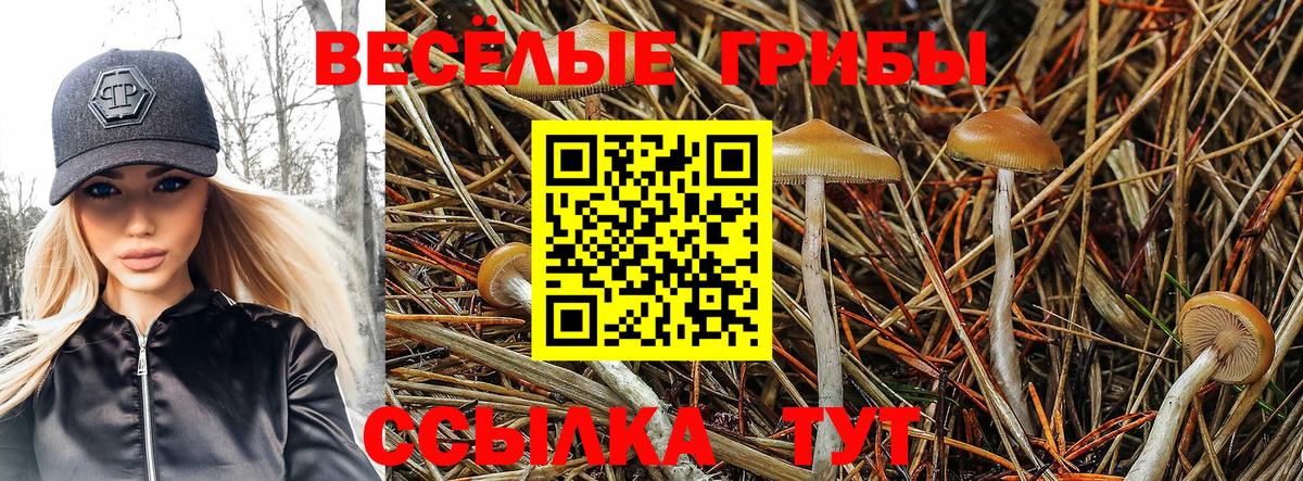 закладка  Галлюциногенные грибы GOLDEN TEACHER  Вход с VPN  Иркутск 